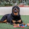 Pet Supplies Dog Bags  Waste Refuse Cleanup Outdoor Puppy Leak